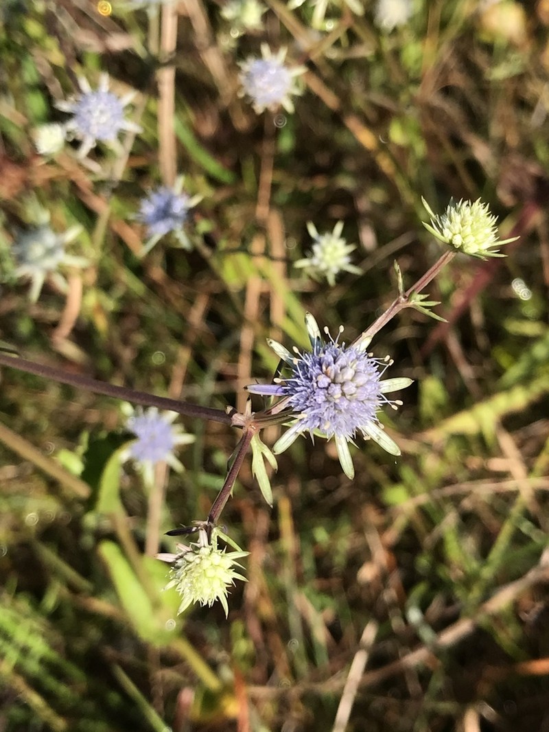 Blueflower Eryngo photo 5