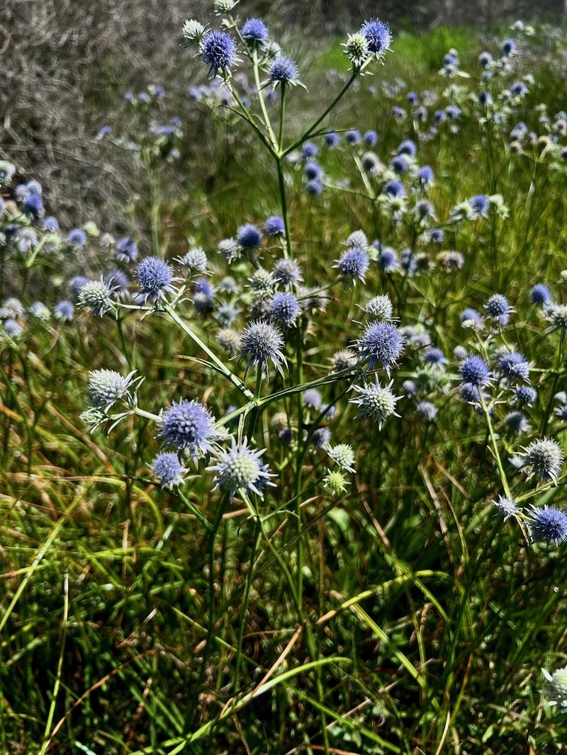 Blueflower Eryngo photo 6