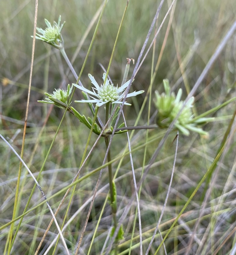 Blueflower Eryngo photo 7