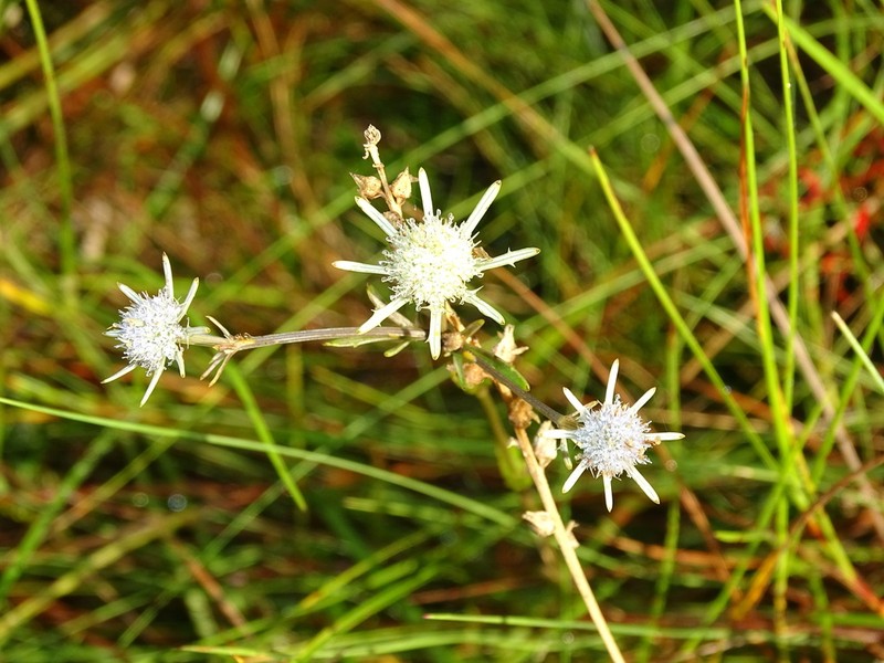 Blueflower Eryngo photo 8