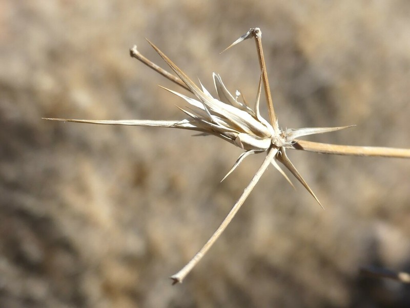 Eryngium iranicum photo 3