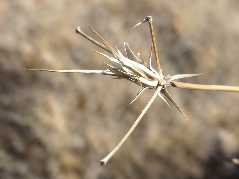 Eryngium iranicum photo 6