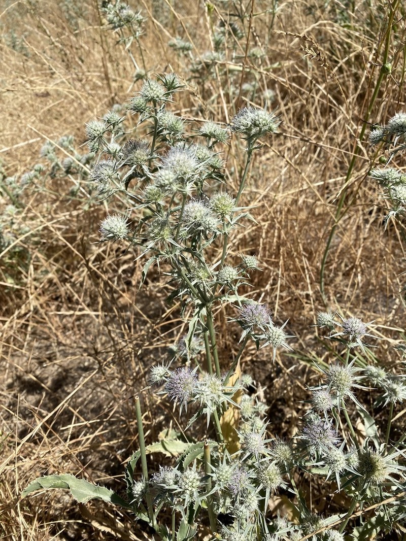 Jepson's Eryngo