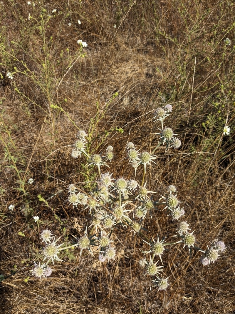 Jepson's Eryngo photo 2