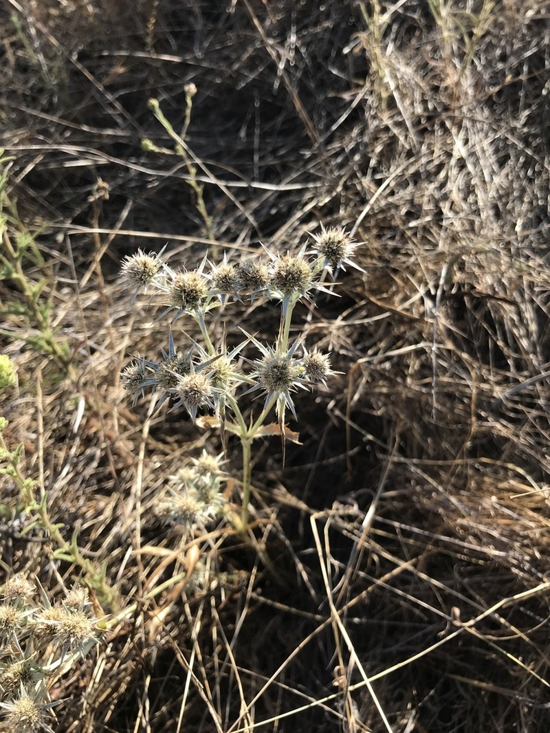 Jepson's Eryngo photo 3