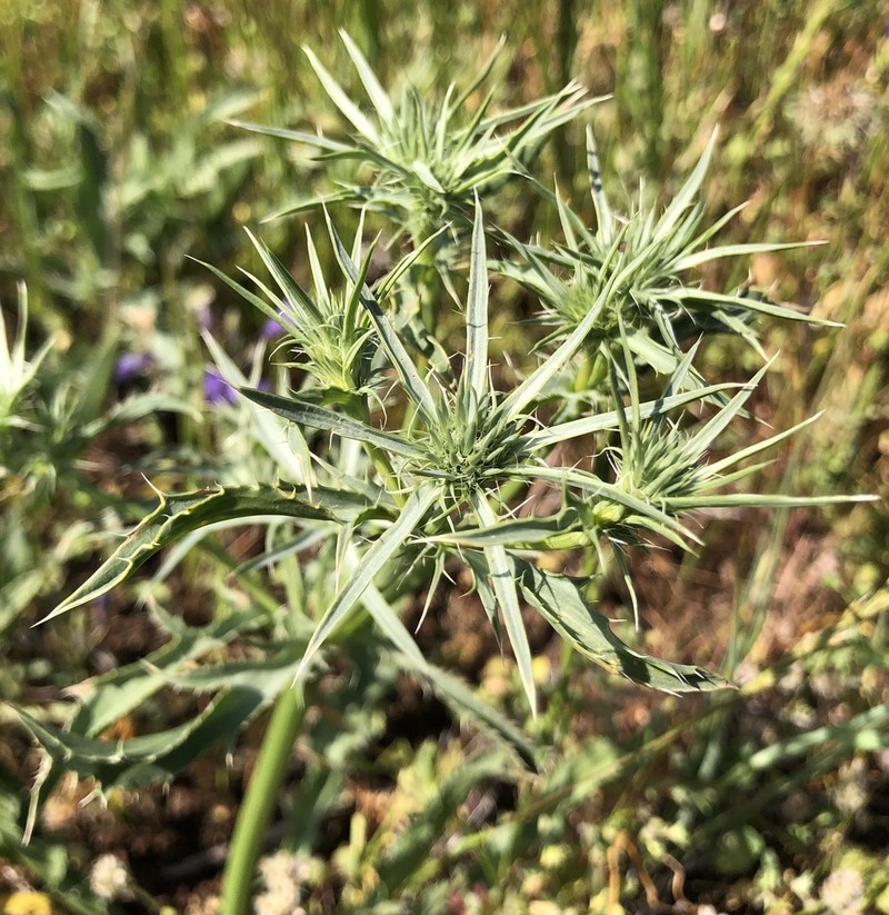 Jepson's Eryngo photo 4