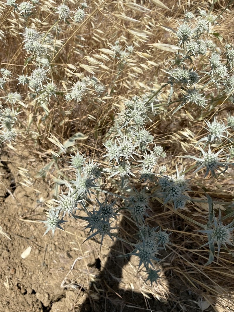 Jepson's Eryngo photo 5