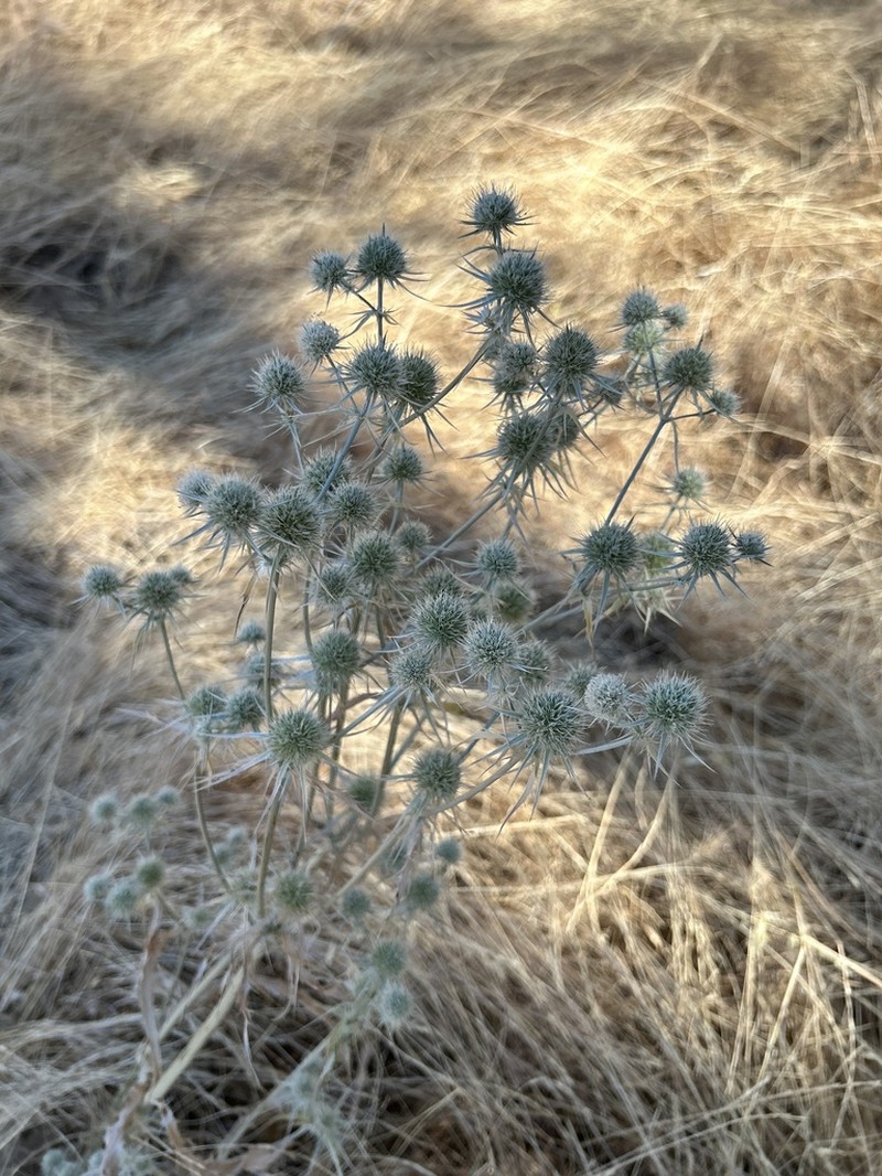 Jepson's Eryngo photo 6