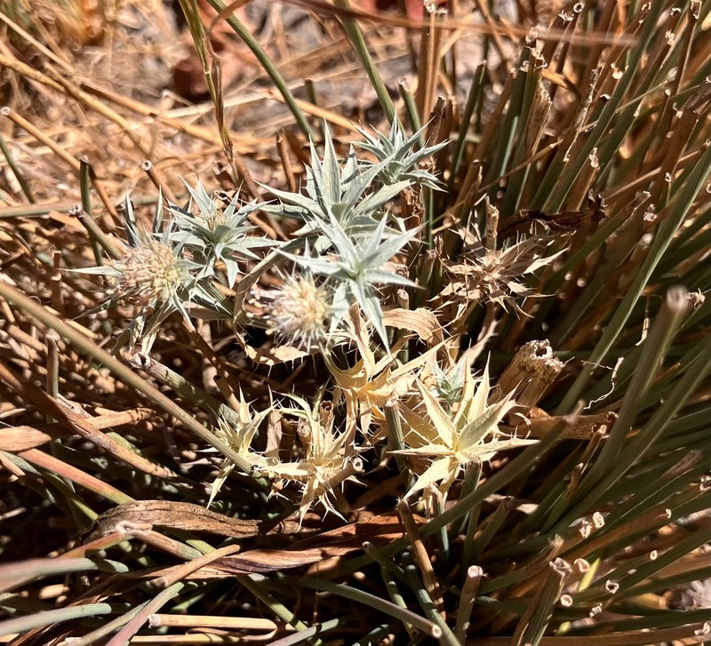 Jepson's Eryngo photo 7