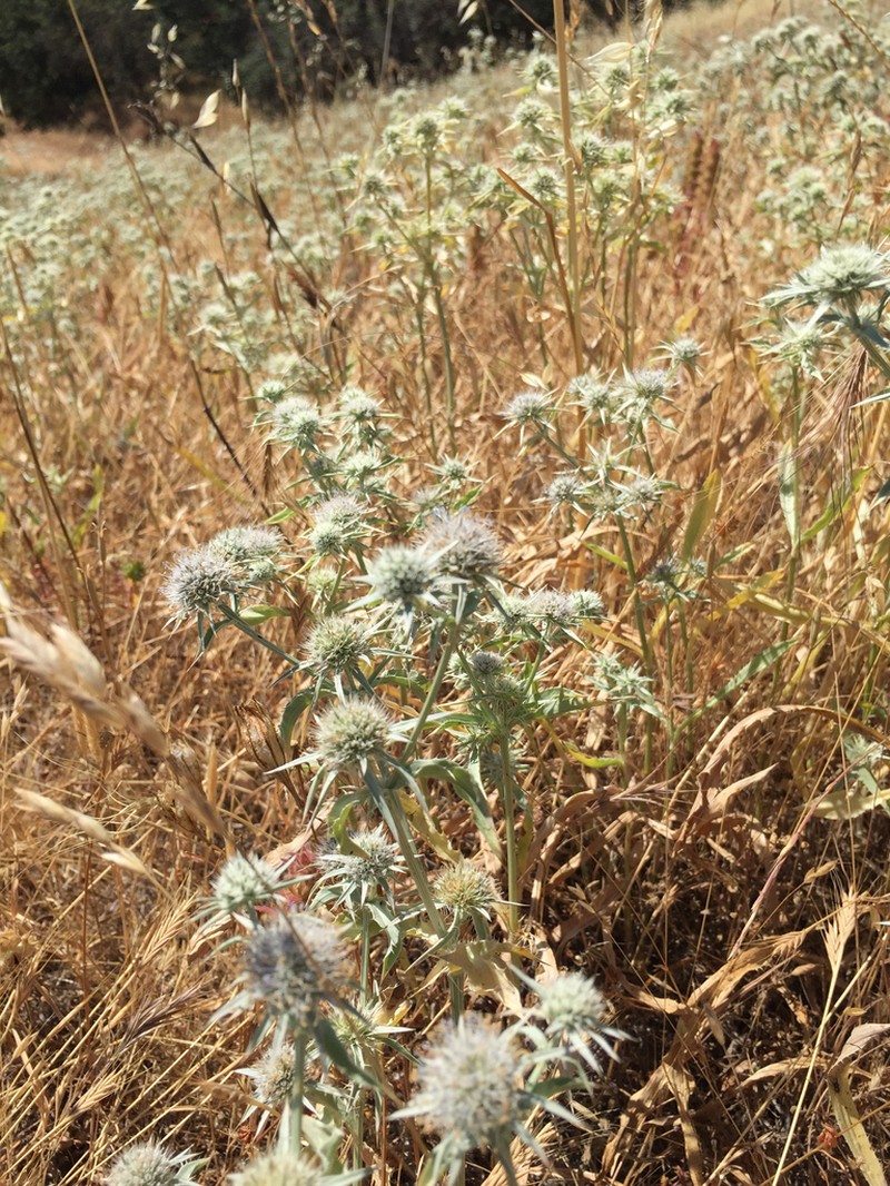 Jepson's Eryngo photo 8