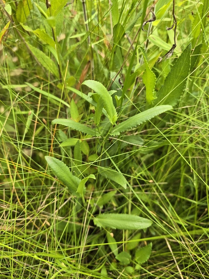 Eryngium lanceolatum