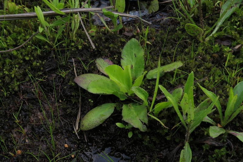 Eryngium lanceolatum photo 2