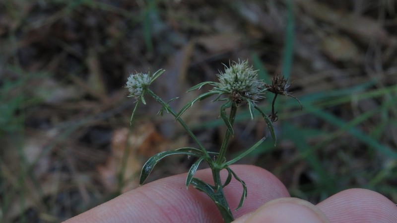 Eryngium lanceolatum photo 3