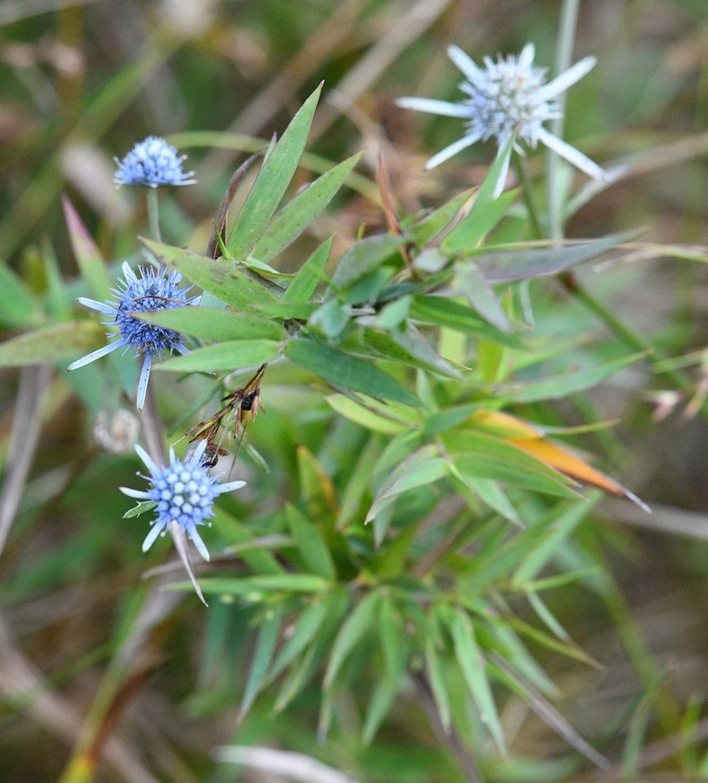 Eryngium lanceolatum photo 4