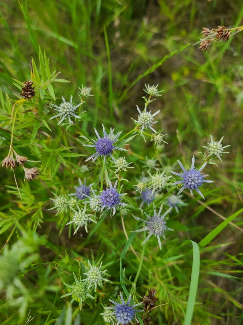 Eryngium lanceolatum photo 5