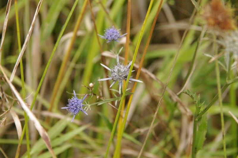 Eryngium lanceolatum photo 6