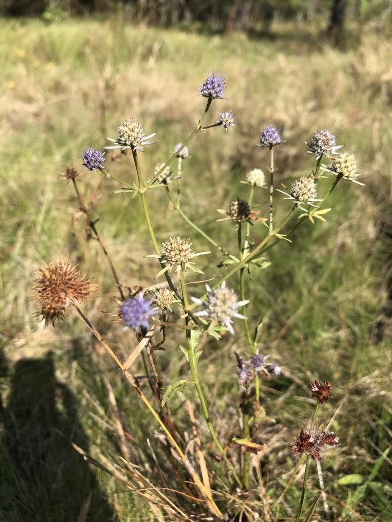 Eryngium lanceolatum photo 7