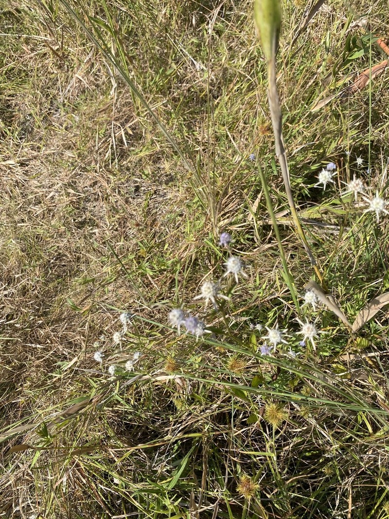 Eryngium lanceolatum photo 8
