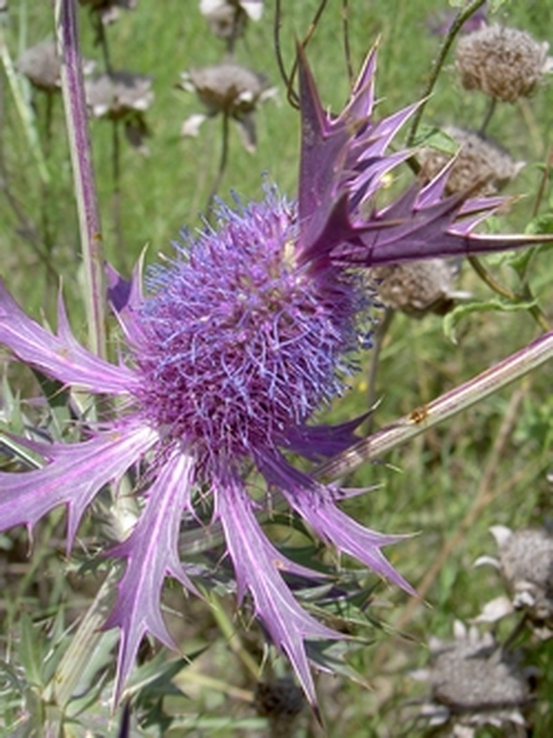 Leavenworth's Eryngo