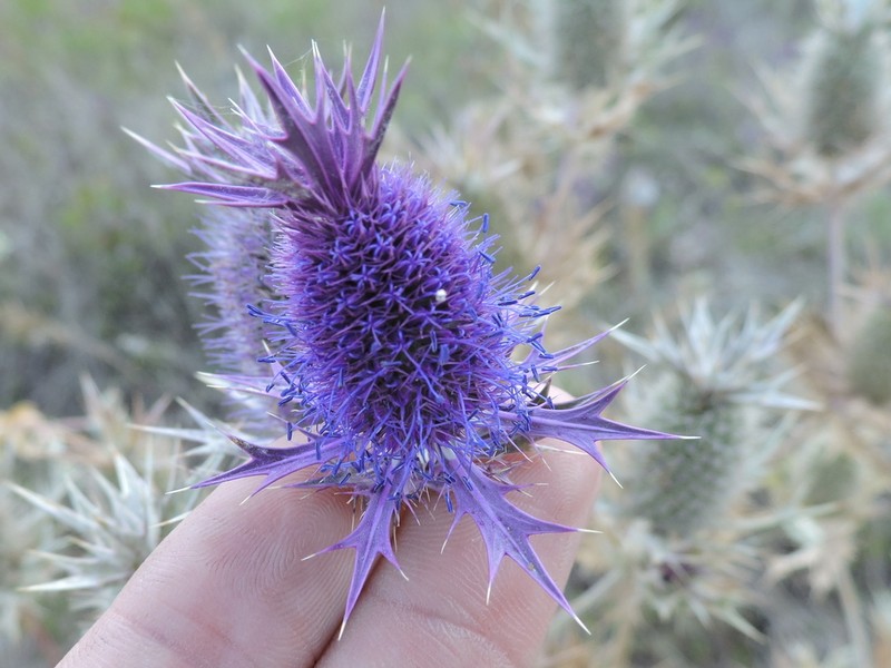 Leavenworth's Eryngo