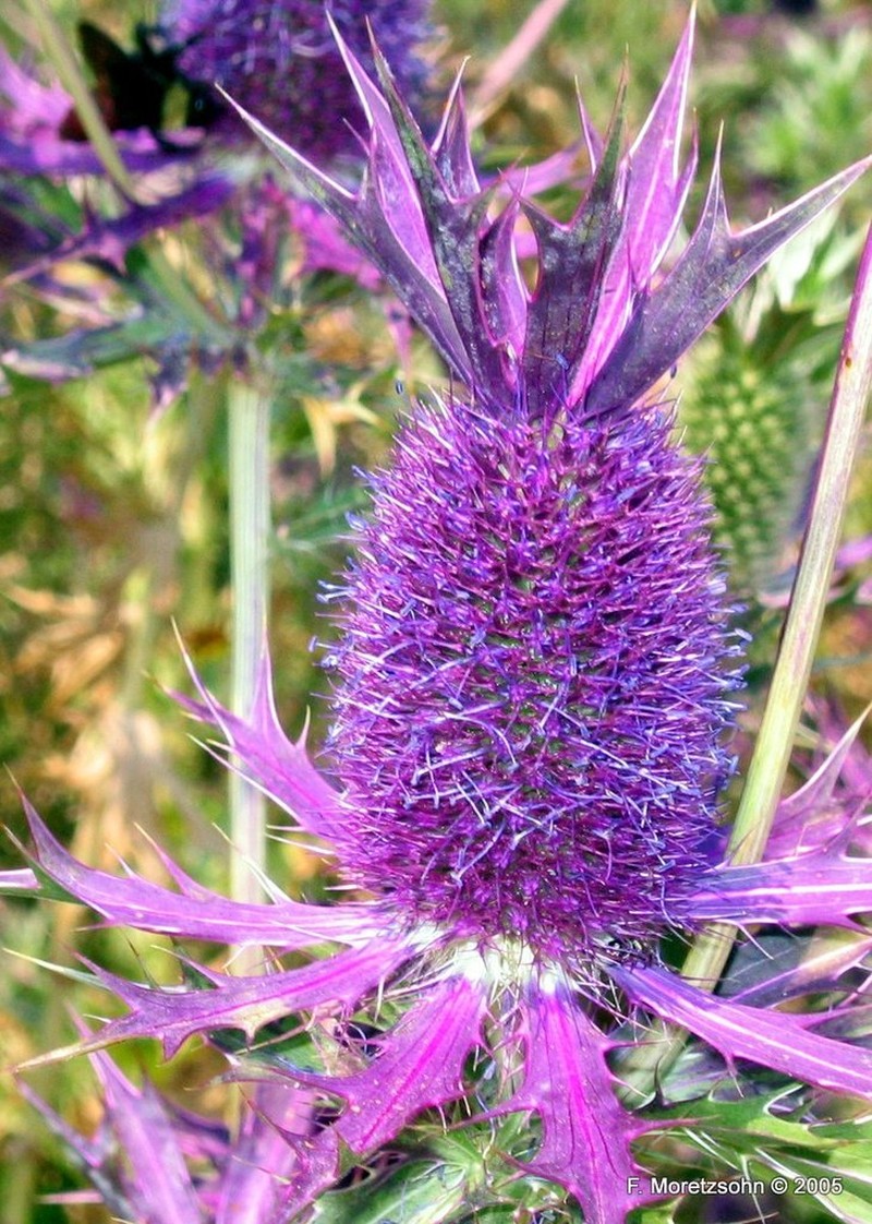 Leavenworth's Eryngo photo 2