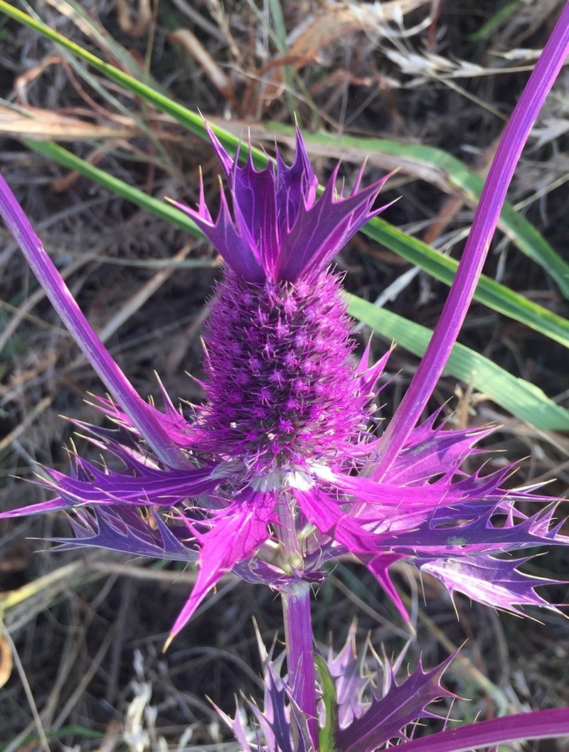 Leavenworth's Eryngo photo 3