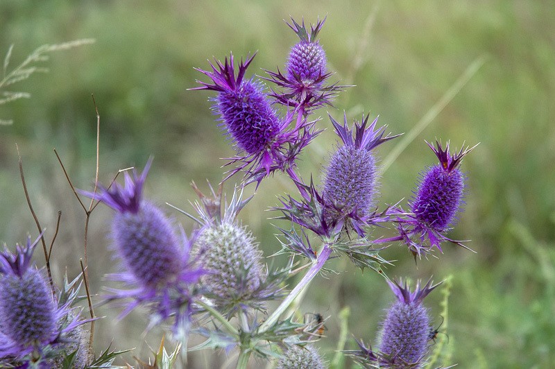 Leavenworth's Eryngo photo 4
