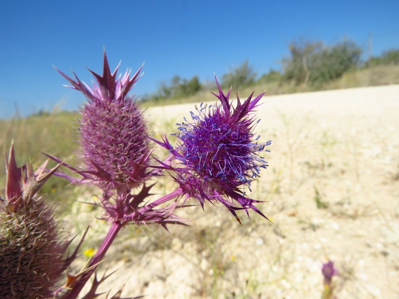 Leavenworth's Eryngo photo 5