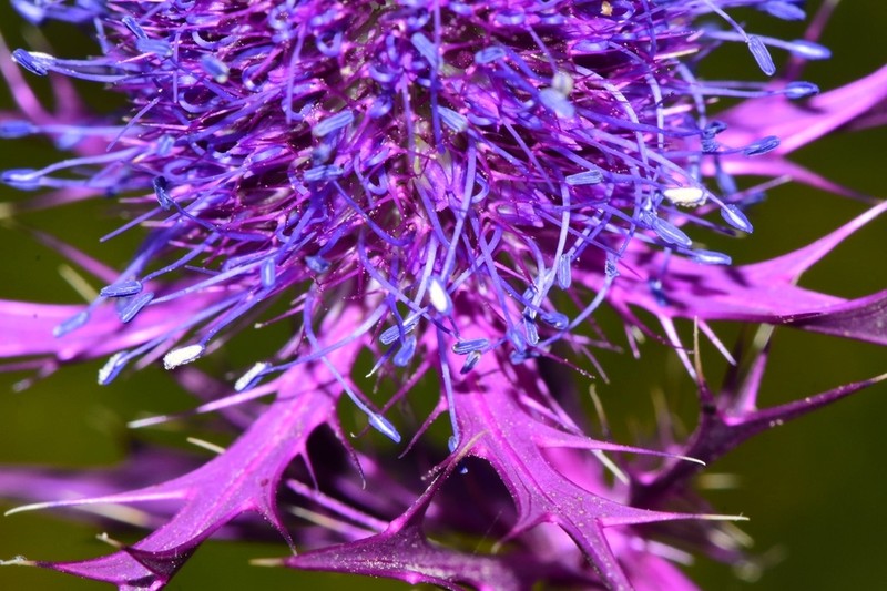 Leavenworth's Eryngo photo 6