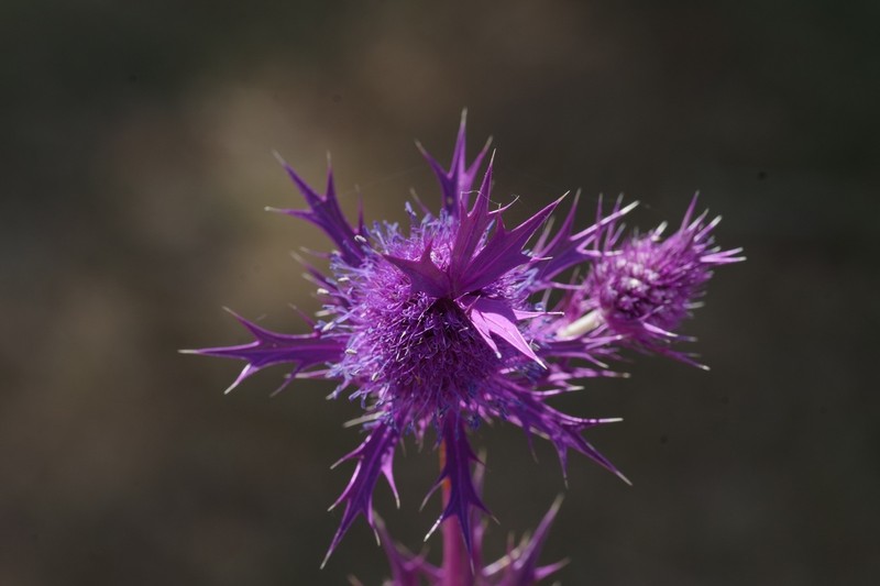 Leavenworth's Eryngo photo 7