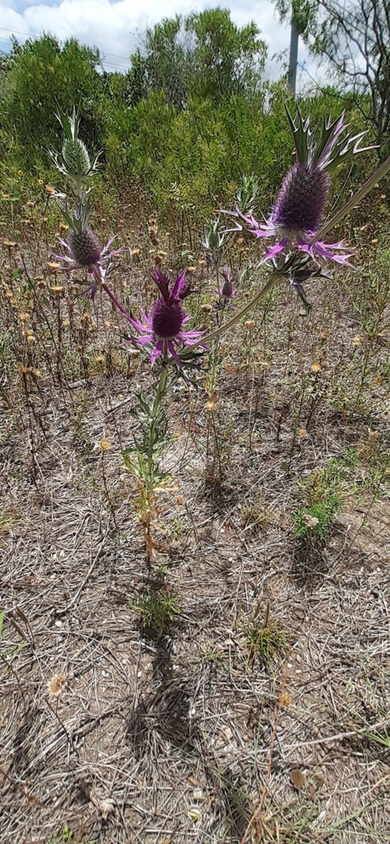 Leavenworth's Eryngo photo 8