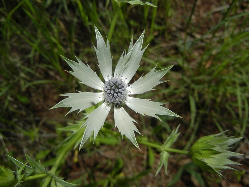 Chiricahua Mountain Eryngo