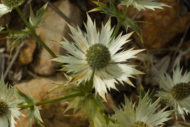 Chiricahua Mountain Eryngo photo 2