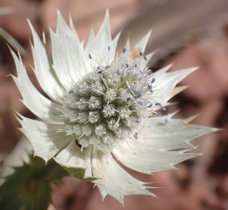 Chiricahua Mountain Eryngo photo 3