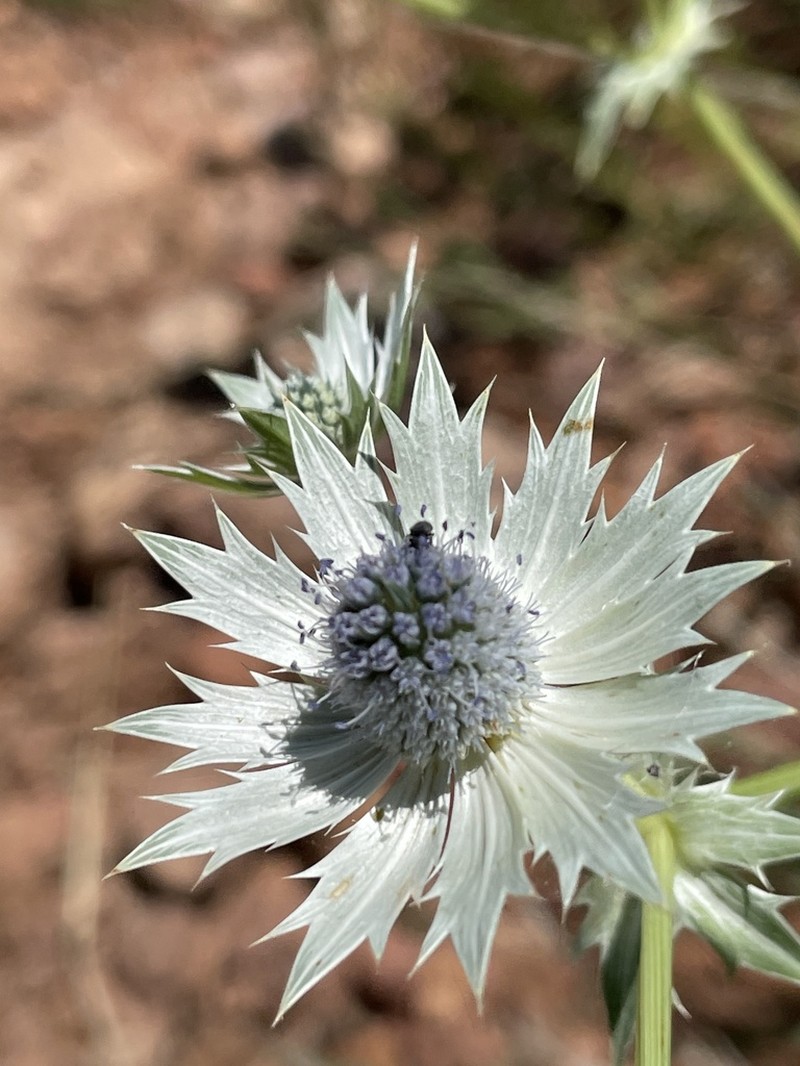 Chiricahua Mountain Eryngo photo 4