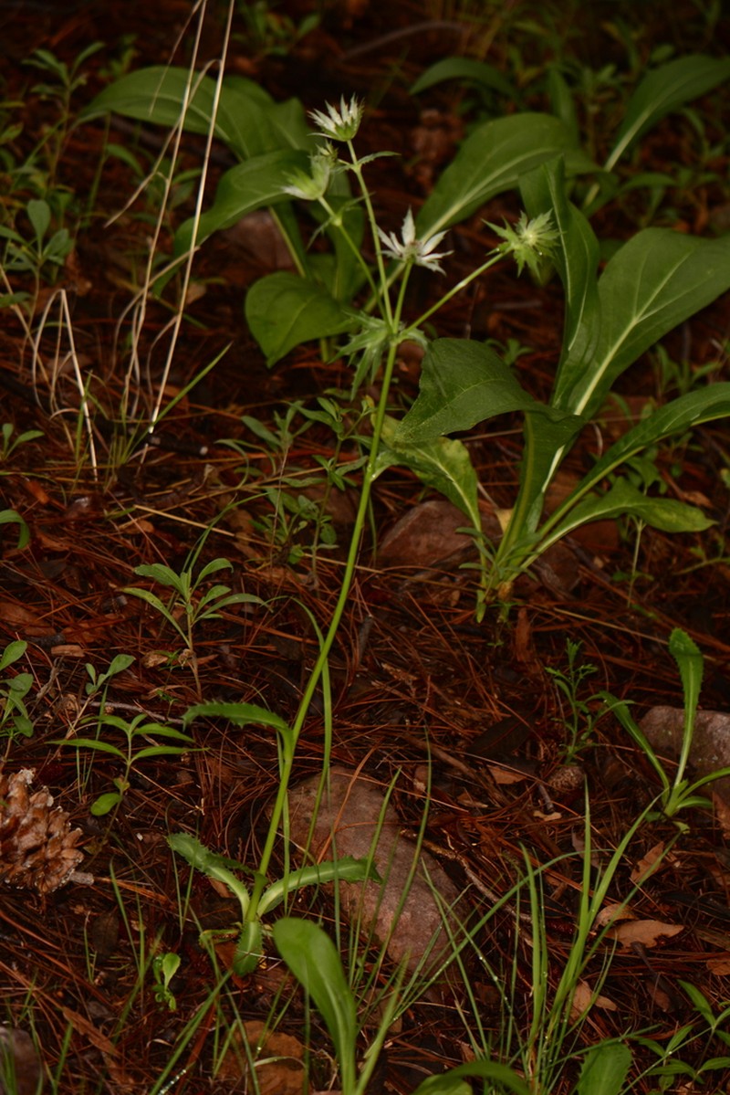Chiricahua Mountain Eryngo photo 5