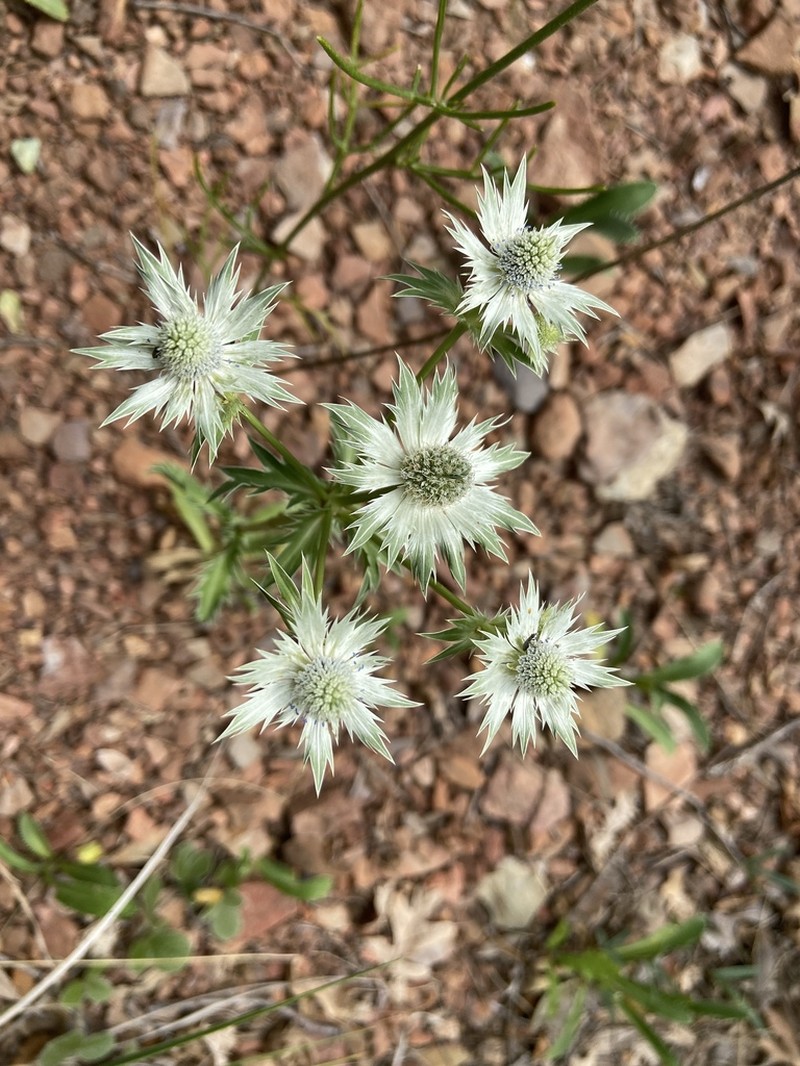 Chiricahua Mountain Eryngo photo 6