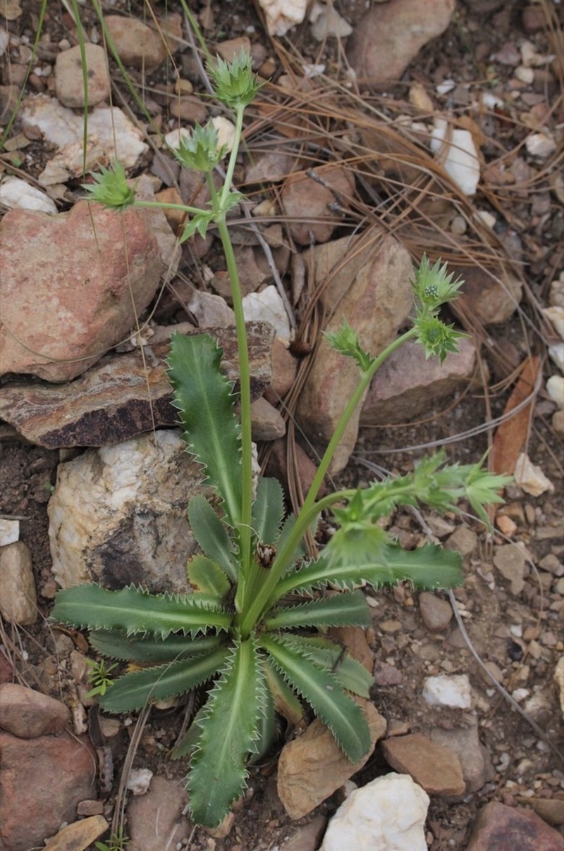 Chiricahua Mountain Eryngo photo 7