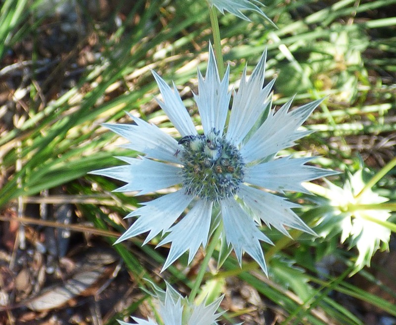 Chiricahua Mountain Eryngo photo 8