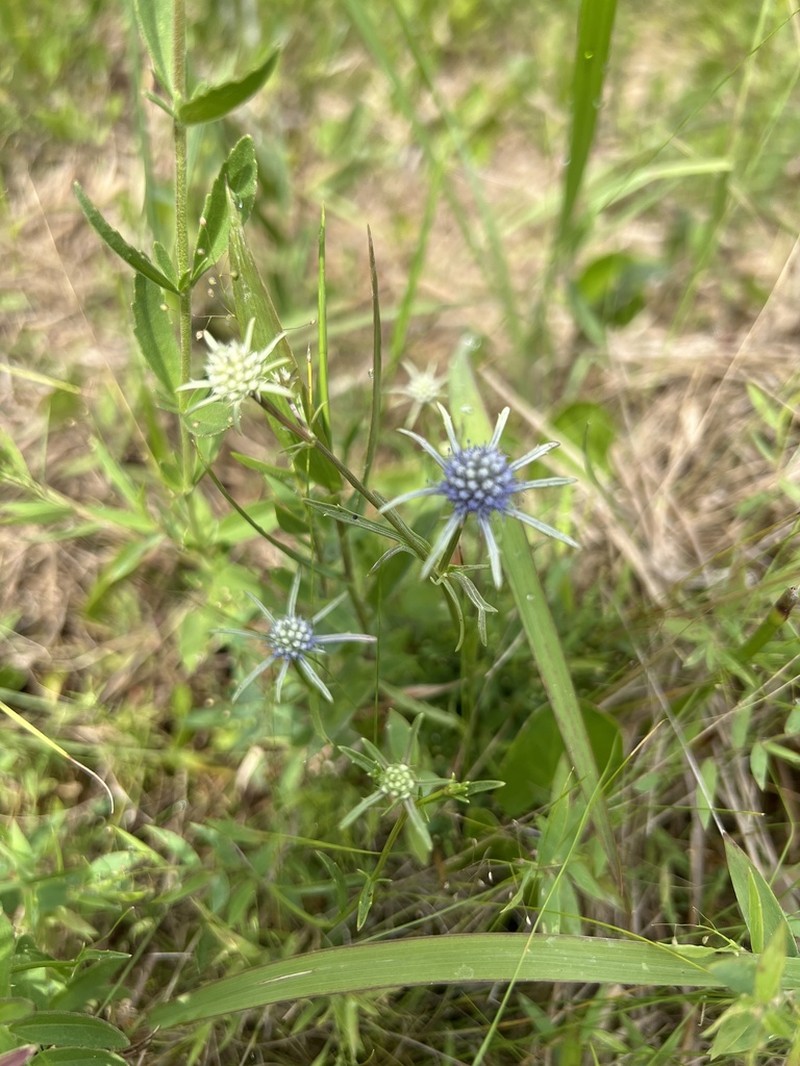 Eryngium ludovicianum