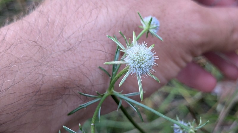 Eryngium ludovicianum photo 2