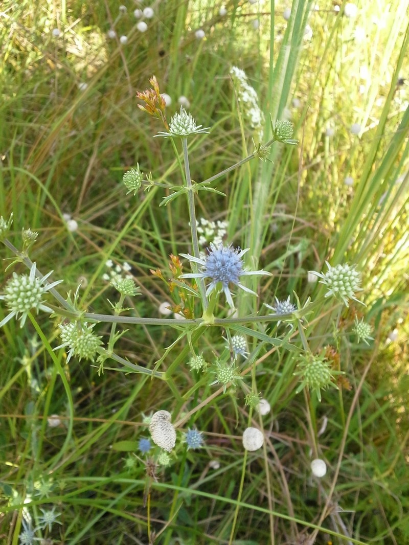 Eryngium ludovicianum photo 3