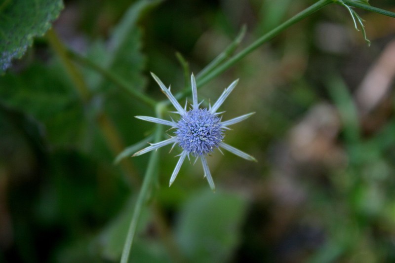 Eryngium ludovicianum photo 4