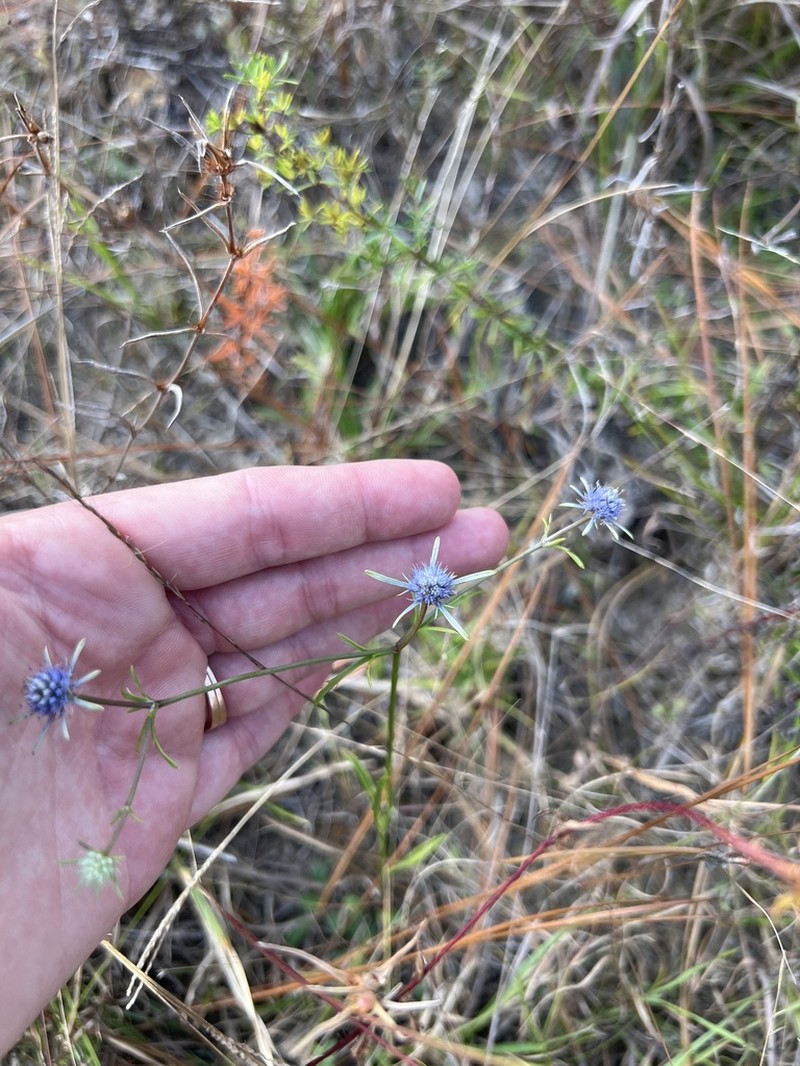 Eryngium ludovicianum photo 5