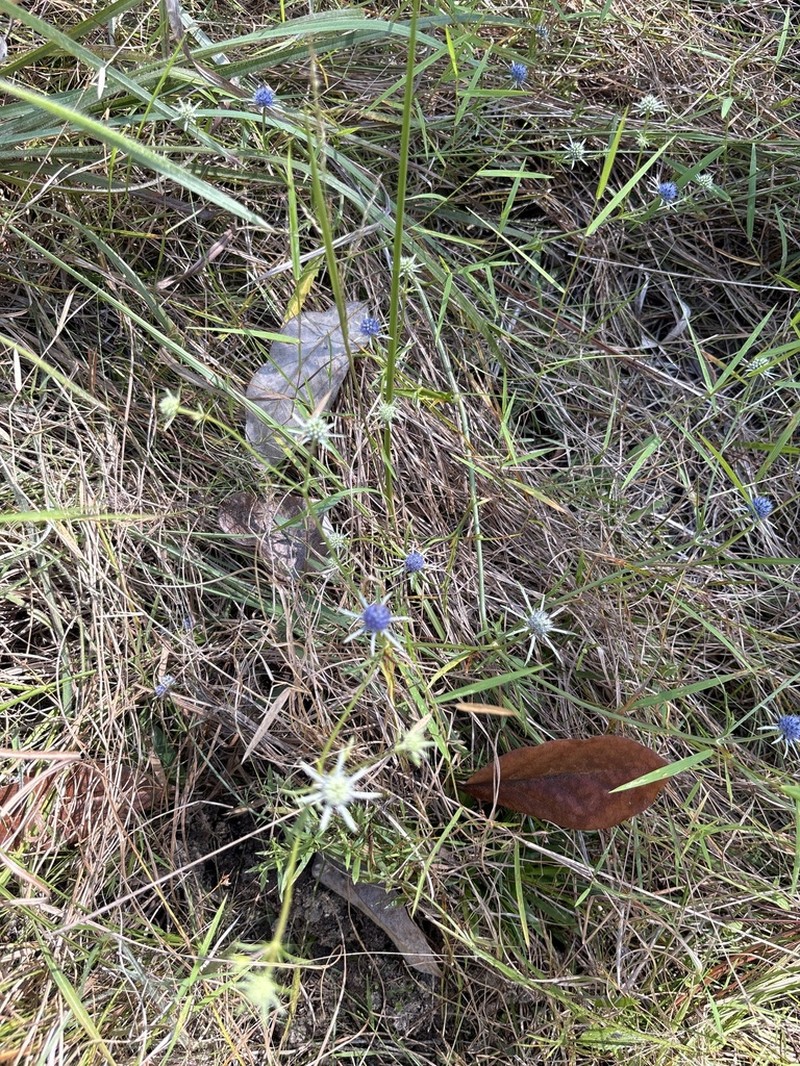 Eryngium ludovicianum photo 6