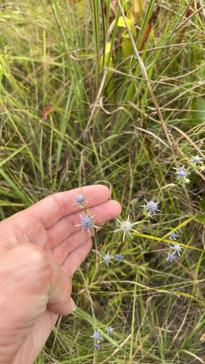 Eryngium ludovicianum photo 7