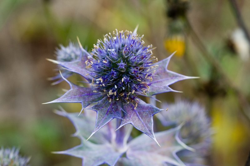 Seaside Eryngo photo 2