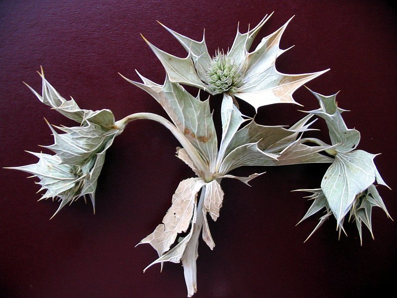 Seaside Eryngo photo 3