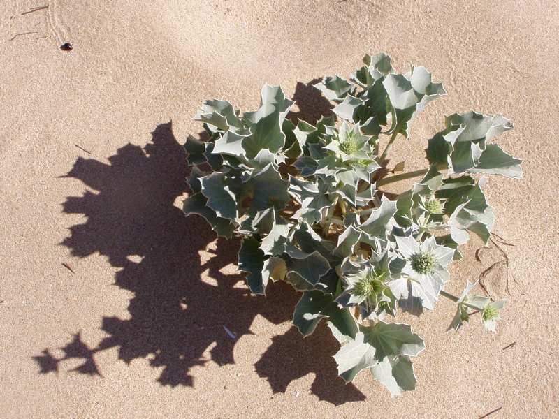 Seaside Eryngo photo 4