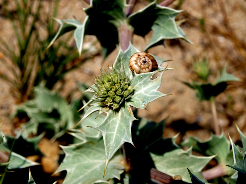 Seaside Eryngo photo 5
